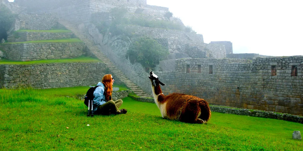 turista y vicuña en machupicchu