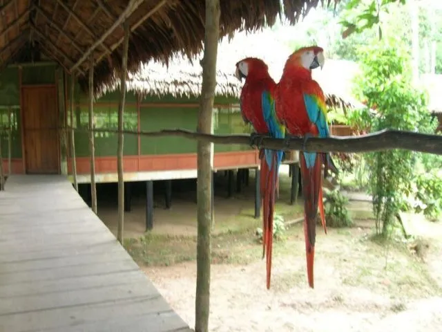fauna in iquitos