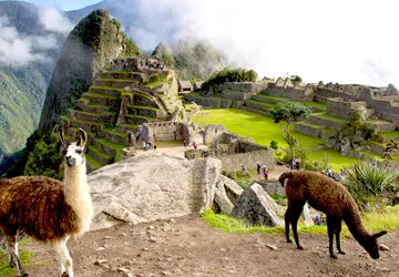 Llamas at Machu Picchu Archeological Complex in Peru