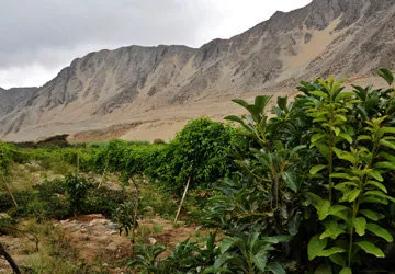 Tour of Caral Ruins near Lima, Peru