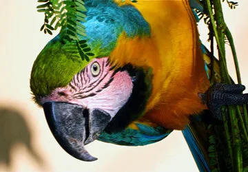 Blue-Gold Macaw in Chiclayo, Peru