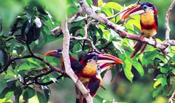 Cover. Curl-crested Aracari near Machu Picchu, Peru