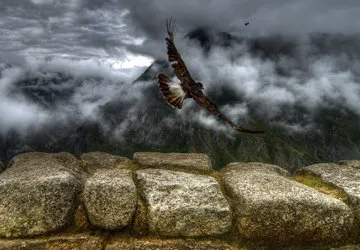 Caracara flying over the Inca ruins of Machu Picchu