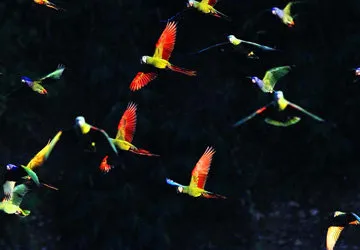 Birds in the Tambopata Reserve in the Amazon