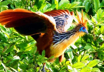 Hoatzin Stinkbird in the Peruvian Amazon jungle