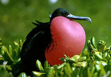 Magnificent Frigatebird