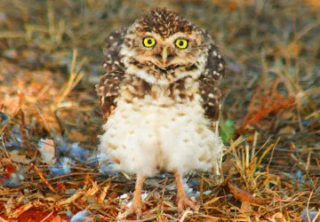Frightened owl in the brush