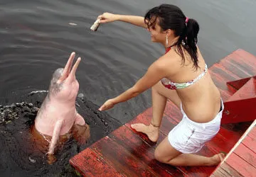 Boto- the Pink and Gray Amazon River Dolphin (Vulnerable)
