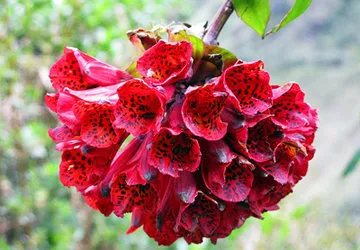 Hiking the Inca Trail to Machu Picchu in Peru