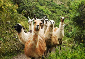 Hiking the Inca Trail to Machu Picchu in Peru