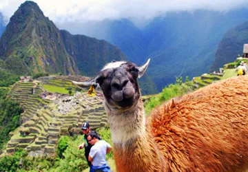 Resident llama at Machu Picchu Citadel