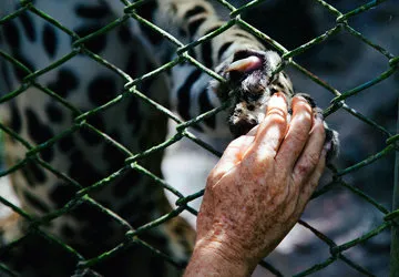 Jungle cat at the Amazon Animal Orphanage in Iquitos