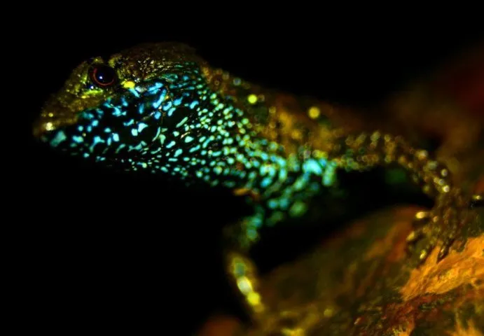 P. montanicola, a newly discovered lizard species in the And