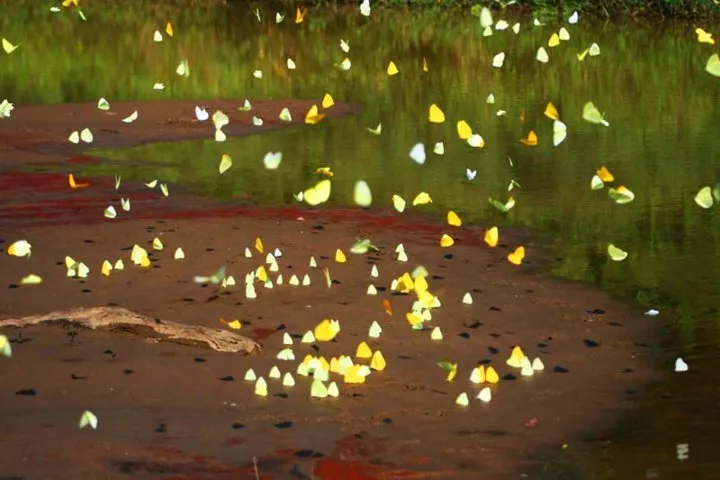 233 butterflies and moths newly registered in Amazon park in