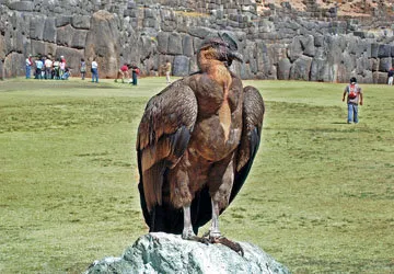 Andean Condor at Sacsayhuaman Fortress, Cusco, Peru