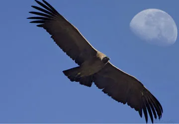 Endangered Andean Condor in Colca Canyon in Arequipa