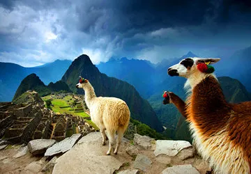 Llamas, the last permanent residents of Machu Picchu in Peru