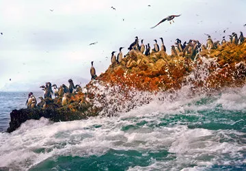 Humboldt penguins on the Ballestas Islands in Paracas