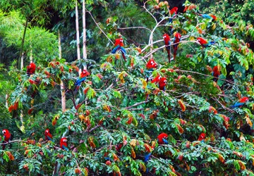 Macaws in treetops in the Peruvian Amazon