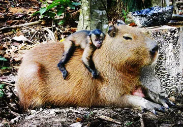 Monkey resting on Capybara in the Amazon