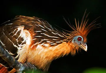 Manu National Park near Puerto Maldonado, Amazon Peru