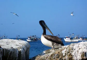 Humpback whale watching at Los ÃƒÂ“rganos in Piura