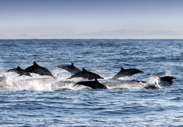 Dolphins at Los ÃƒÂ“rganos along Peru's northern coast.