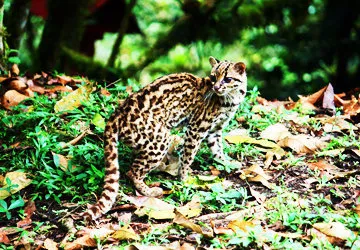Tiger ocelot in Yanachaga Chemillen National Park