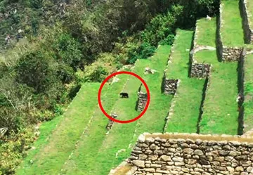 Spectacled Bear in Machu Picchu, Peru