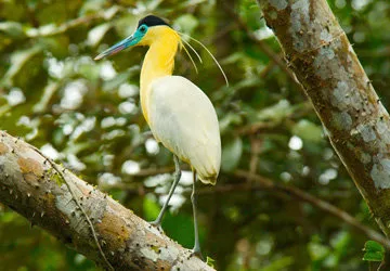 Capped heron, found in the Madre de Dios region of Peru