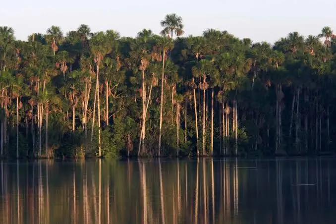 Lago Sandoval Isla de monos