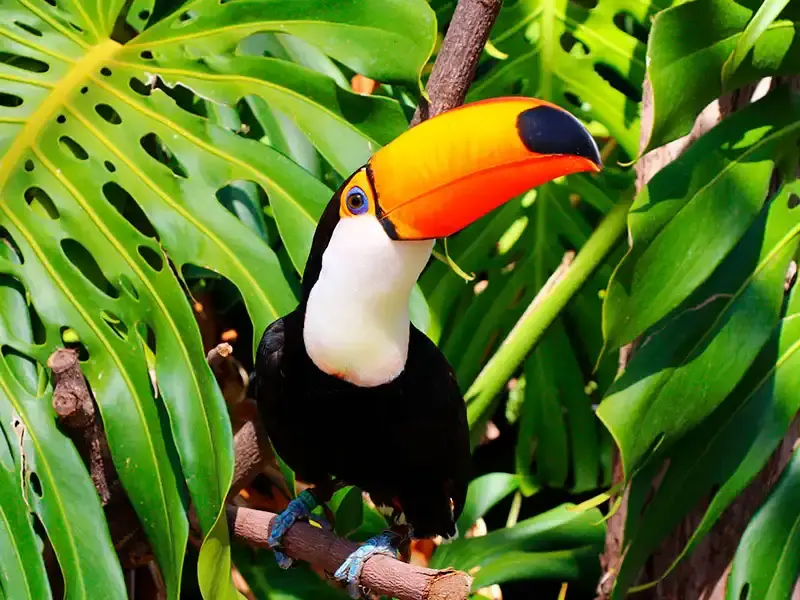 Tucan 