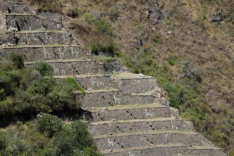 Llamas Choquequirao