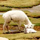 Madre alpaca con su cría