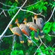 Aves en la reserva de Madidi, Bolivia