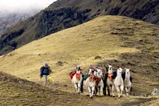 Llamas cargando equipajes por el camino de Lares a machu pic