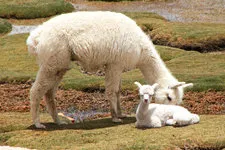 Alpaca y su cría en las pampas de Arequipa