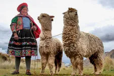 Mujer al lado de sus alpacas en el abra La Raya