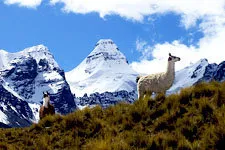 Dos llamas pastando en la cordillera real, Tuni Pico Austria