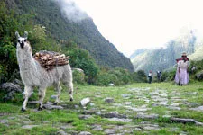 Una llama con carga yendo por el camino del Choro