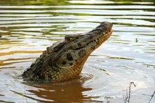 Cocodrilo en las aguas de Pampas, Bolivia