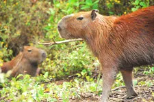 dos capibaras en las selva boliviana
