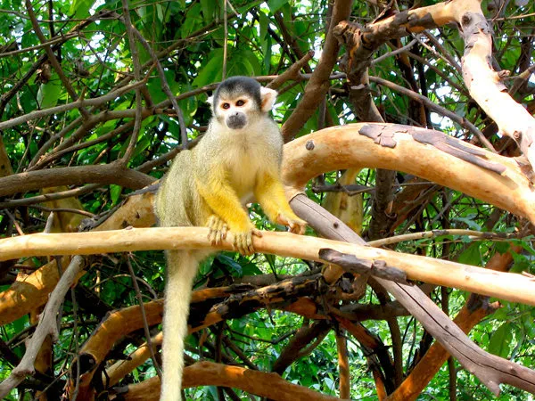 Rurrenabaque