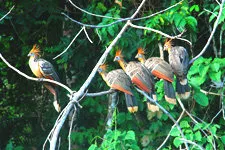 Aves silvestres sentadas en una rama a orillas del río en