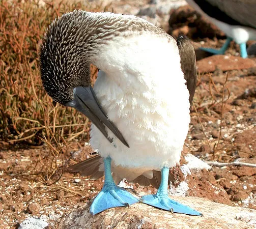 Reserva Paracas