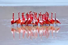 Flamengos en la laguna colorada