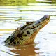 cayman alligator near Rurrenabaque in the Bolivia wetlands