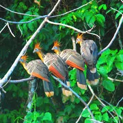 Cover photo. Tropical birds in the Madidi Rainforest foliage
