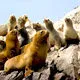 Sea Lions sunning on the rocks of the Ballestas Islands in I