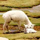 Alpacas grazing along the countryside of Arequipa, Peru